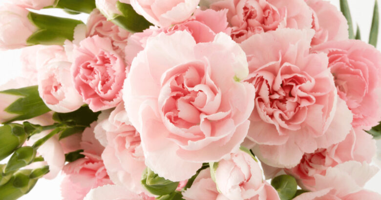 カーネーションの花