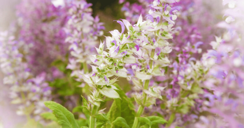 クラリーセージ・鬼サルビア