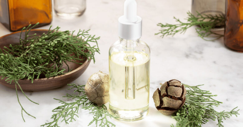 サイプレス・西洋糸杉