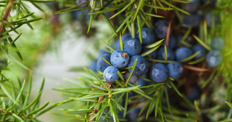 ジュニパーベリー・杜松果(トショウカ)