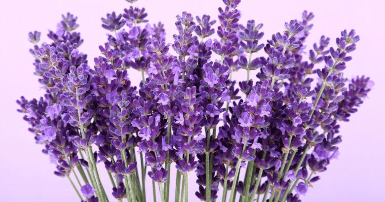 ラベンダーの花