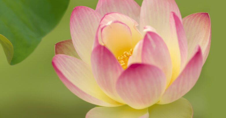 ロータス・蓮(ハス)