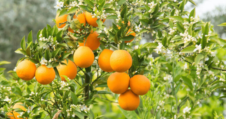 オレンジスイートの木