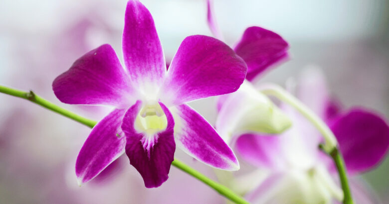 蘭の花(オーキッド)