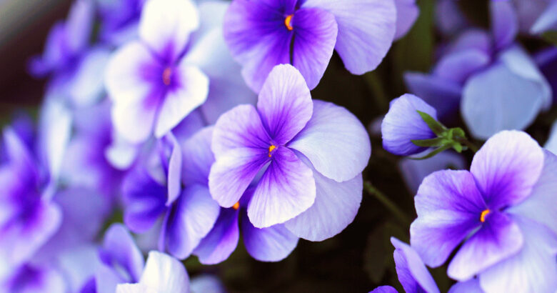 パンジー(三色菫)