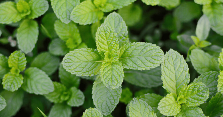 ペパーミントの葉
