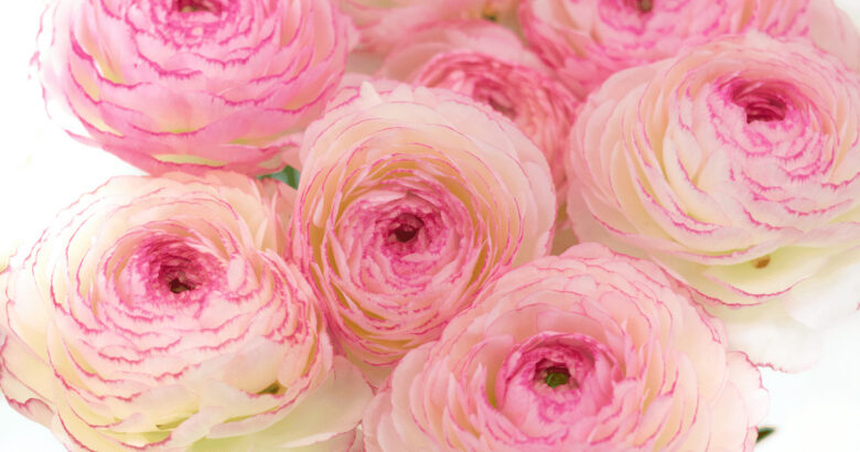 ラナンキュラス・トルコ桔梗