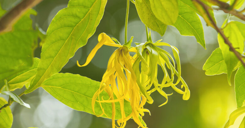 イランイランの花